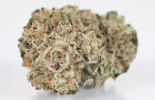 Gorilla glue