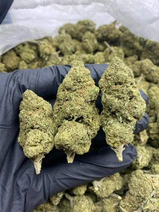 OG Kush