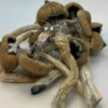 Magic Psilocybin Mushroom